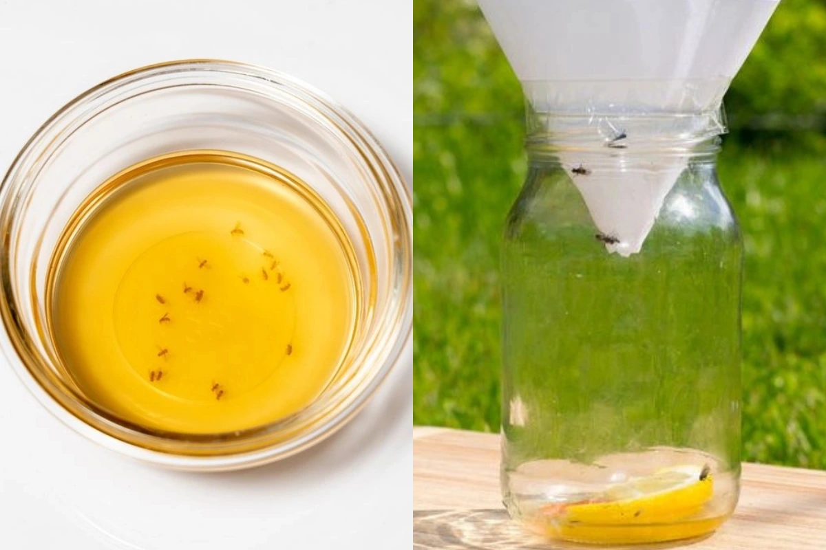 Obstfliegenfalle selber bauen: Mit selbst gemachten Fallen für Fruchtfliegen bekämpfen Sie die Plage!