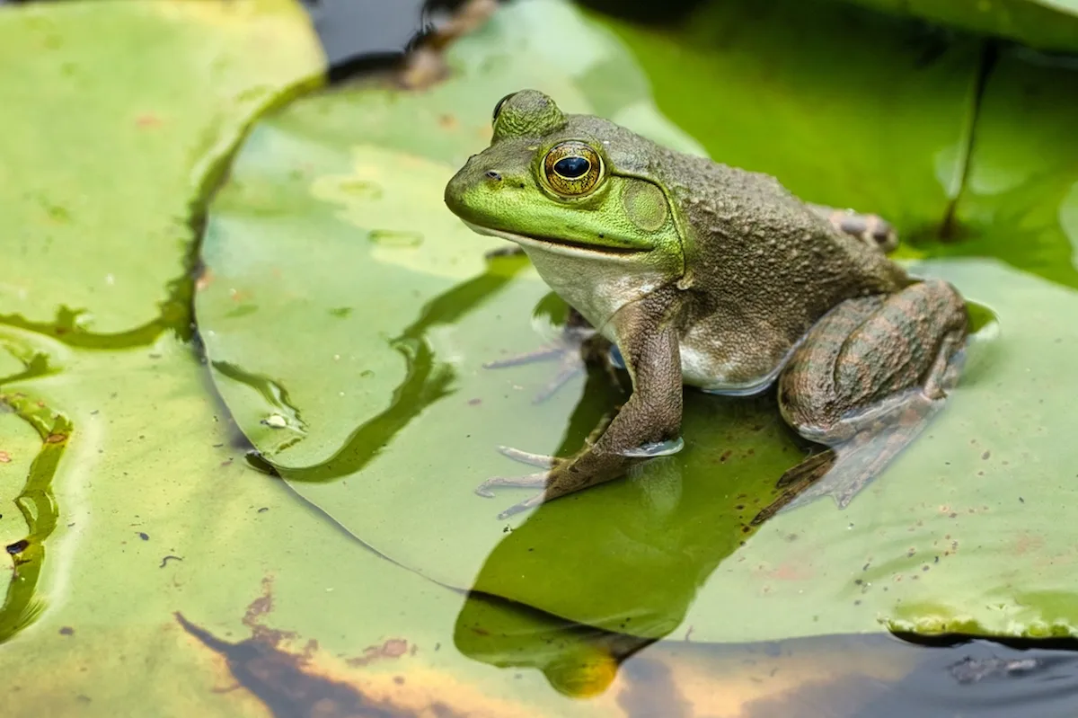Ochsenfrosch im Garten invasive Art befällt andere Tiere