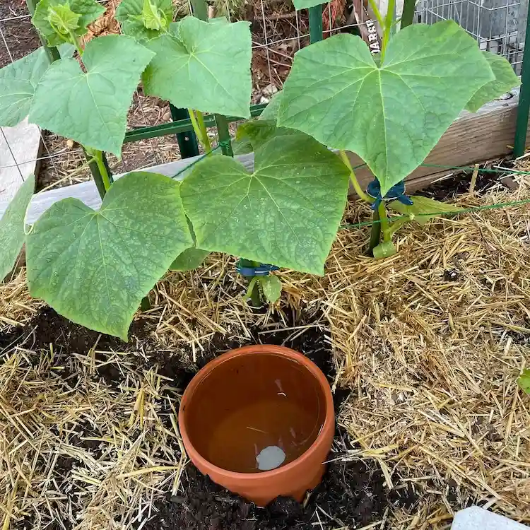 Pflanzen mit Terrakotta Töpfen bewässern
