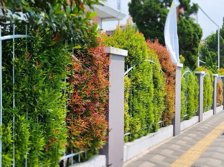 pflanzen sichtschutz