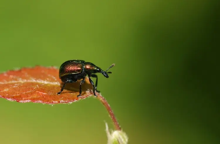 Rebenstecher (Byctiscus betulae) mit unterschiedlichen, metallischen Farben fressen Weinreben und Rosen