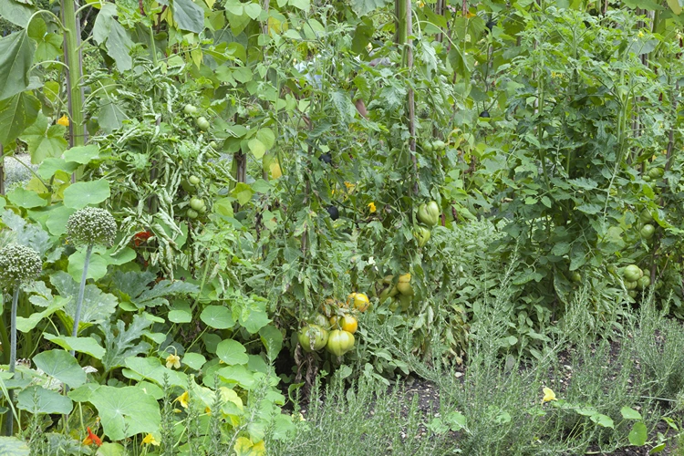 rosmarin neben tomaten im garten anbauen