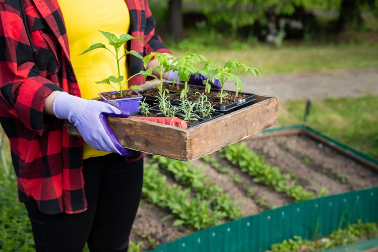 rosmarin und tomaten zusammen pflanzen im gemüsebeet
