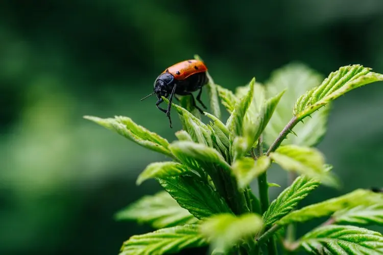 Rote Käfer im Garten - Der Ameisen-Sackkäfer (Clytra laeviuscula) frisst die Ameisenbrut