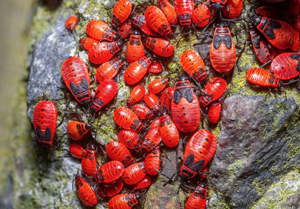 Rote Käfer im Garten identifizieren - Welche sind Nützlinge und welche Schädlinge