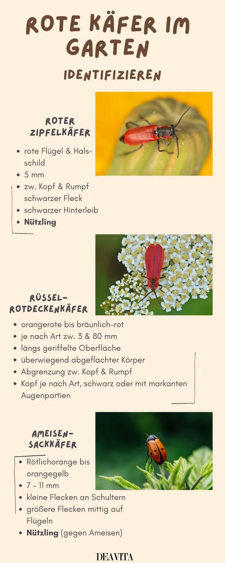 Rote Käfer im Garten identifizieren - Zipfelkäfer, Rotdeckenkäfer und Ameisen-Sackkäfer