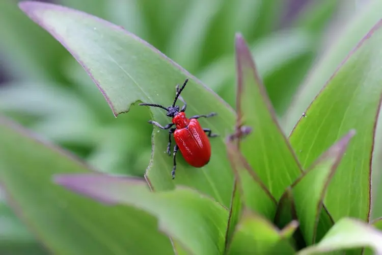 Rote Käfer im Garten - Lilienhähnchen (Lilioceris lilii) sind Schädlinge, deren Larven Lilien fressen