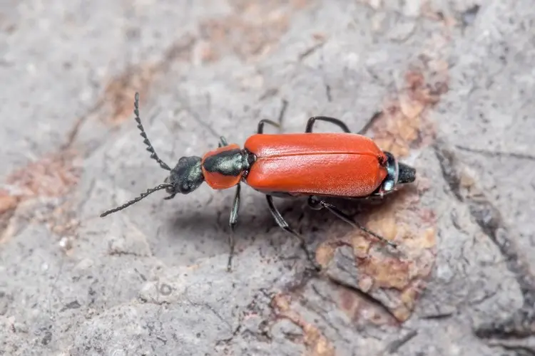 Roter Zipfelkäfer (Anthocomus rufus) ist gegen Dickmaulrüssler hilfreich