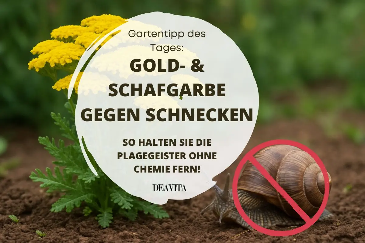 Schafgarbe gegen Schnecken einsetzen als Begleitpflanze oder Jauche