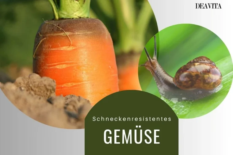 Schneckenresistentes Gemüse 8 Arten für Ihren Garten