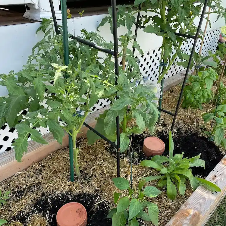 Selbstbewässerungssystem für Hochbeet selber machen