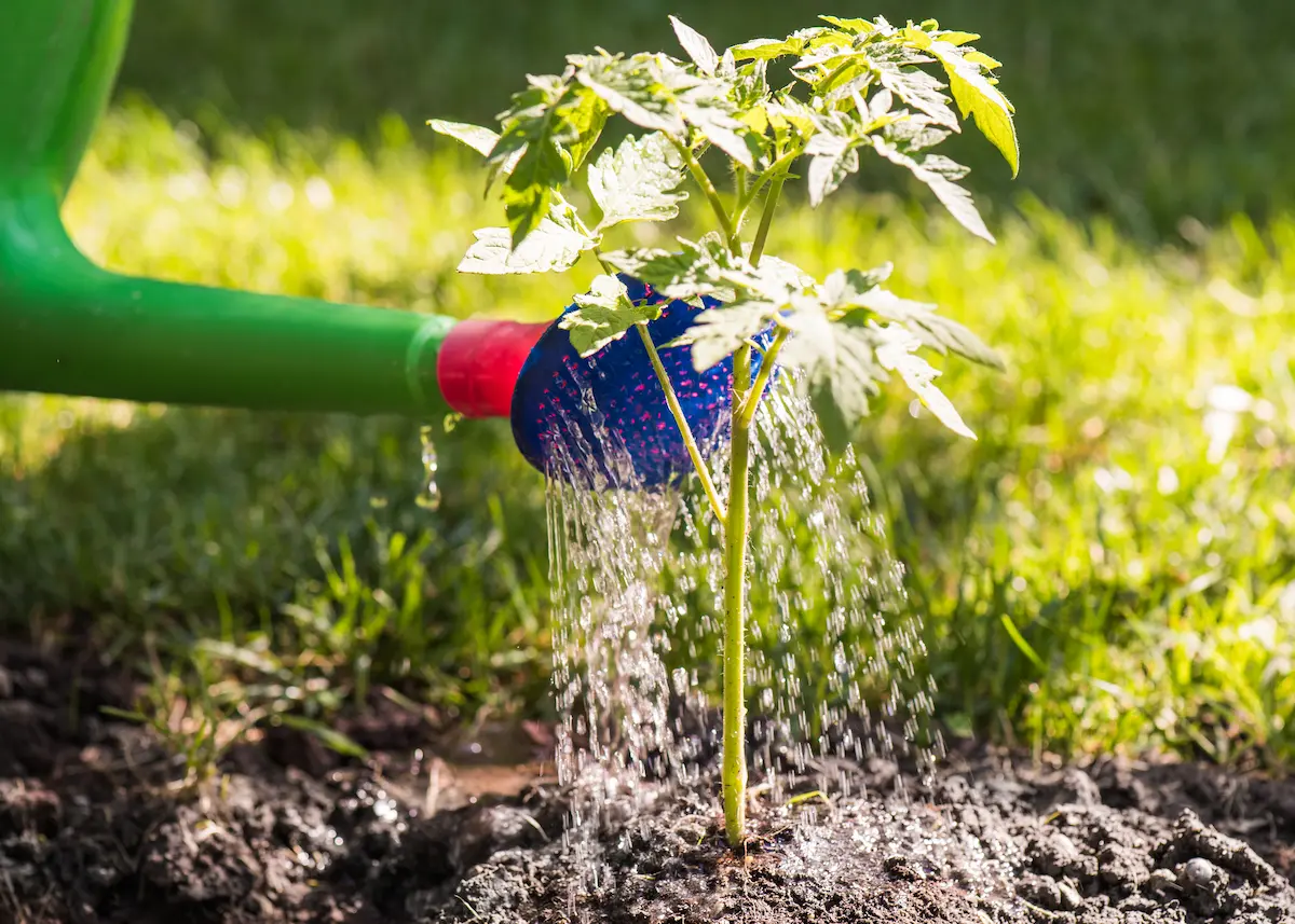 selbstgemachter dünger für tomatenpflanzen