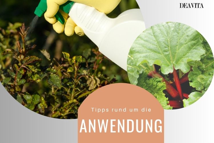 Sprühmittel aus Rhababerblättern selber machen