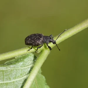 Stauden und Blumen und Kräuter die Dickmaulrüssler nicht frisst