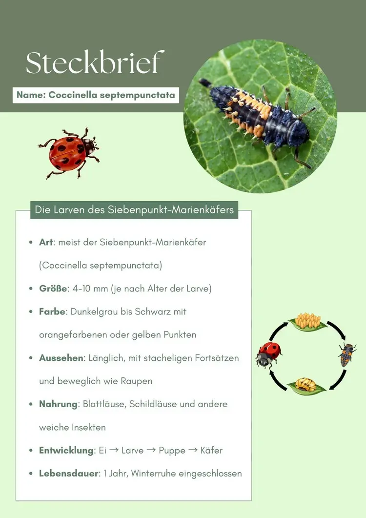 Steckbrief der Larven von Marienkäfern zu einfachen Identifizierung