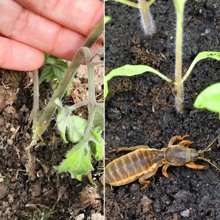 sterbende tomatenpflanzen wegen maulwurfsgrille