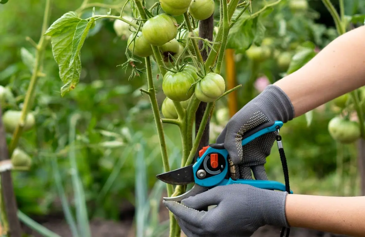 Tomaten ausgeizen und die unteren Blätter abschneiden zum Start der Saison