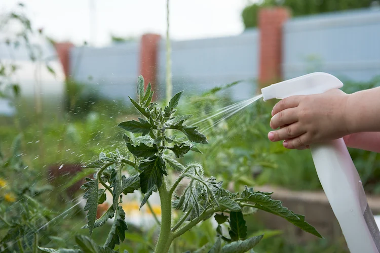 Tomaten mit Blattdünger mit Vinasse versorgen 