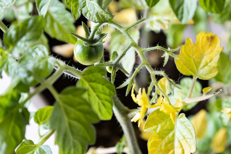 Tomaten sind gelb und haben welke Blätter