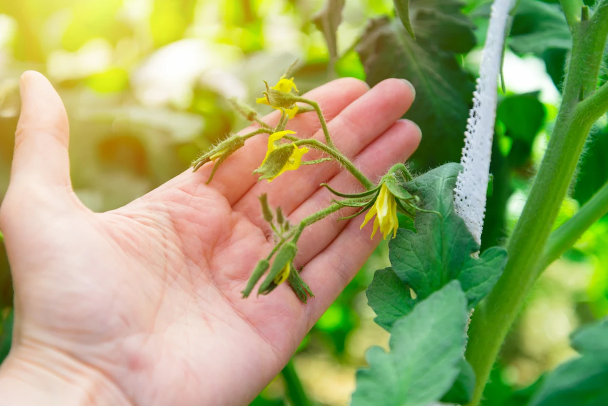 Tomatenblüten fallen ab mögliche Ursachen Tipps