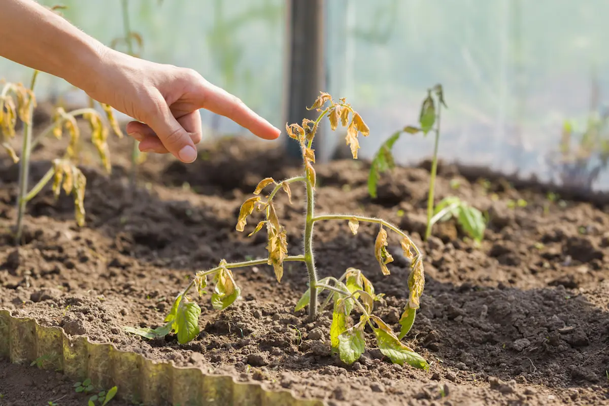 Tomatenpflanzen werden schlapp mögliche Ursachen