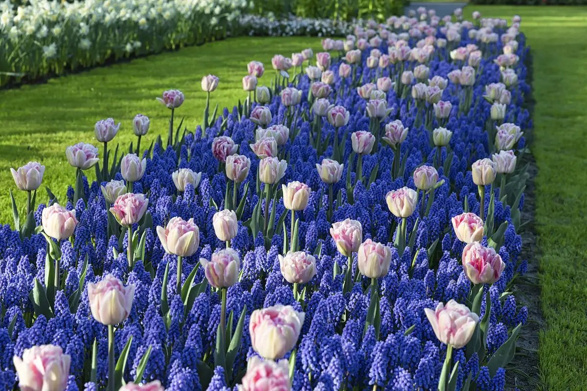 traumhaftes tulpenbeet mit muscari pastellfarbene tulpen „schwimmen“ im blauen blütenteppich