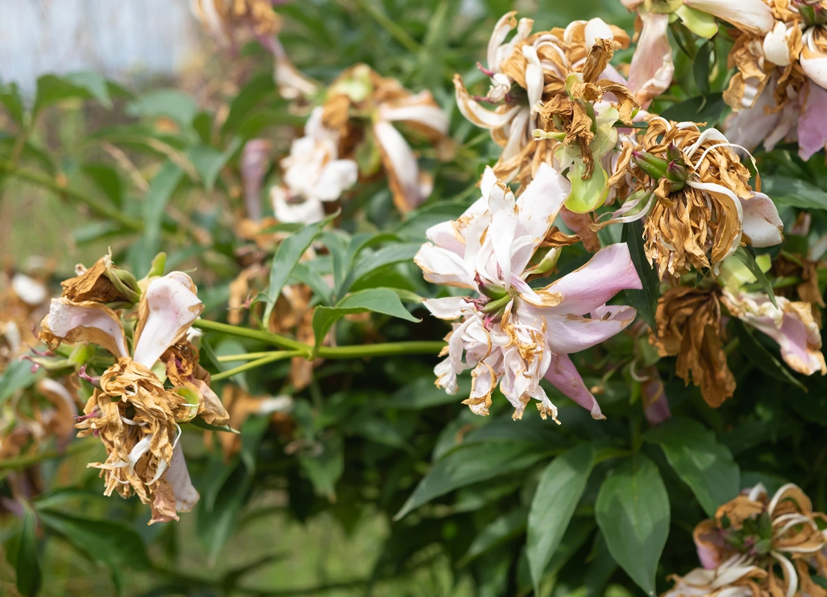 verwelkte pfingstrosen pflegetipps