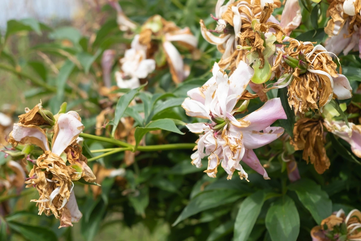 verwelkte pfingstrosen pflegetipps