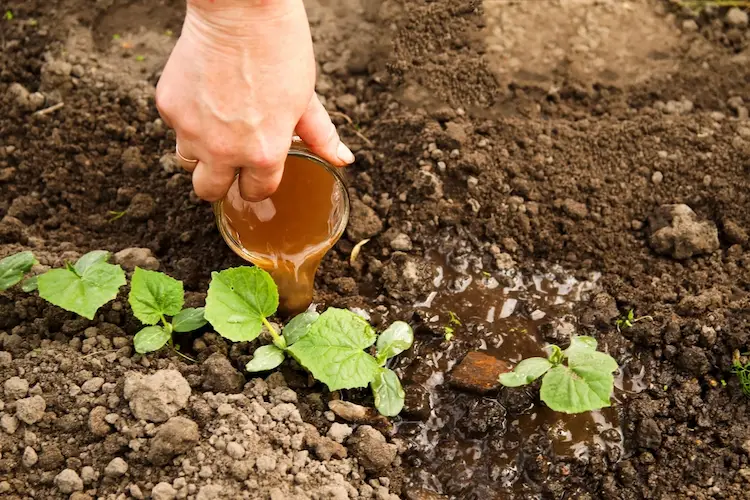 Vinasse Düngemittel für magere Boden 