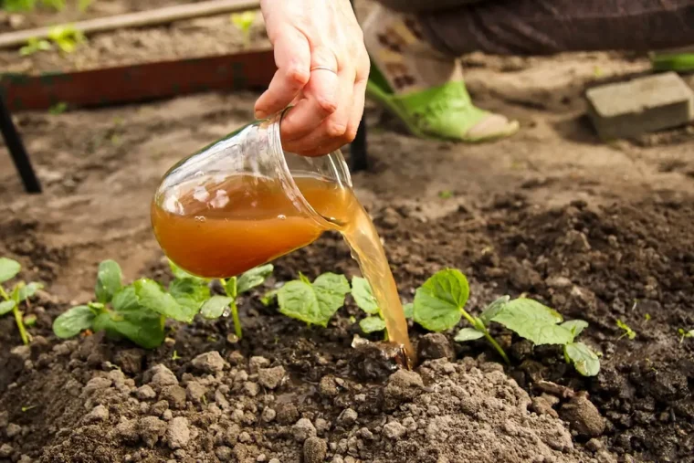 Vinasse Dünger im Garten welche Pflanzen