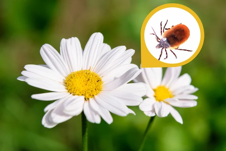 Welche Blume hält Zecken fern diese kann helfen