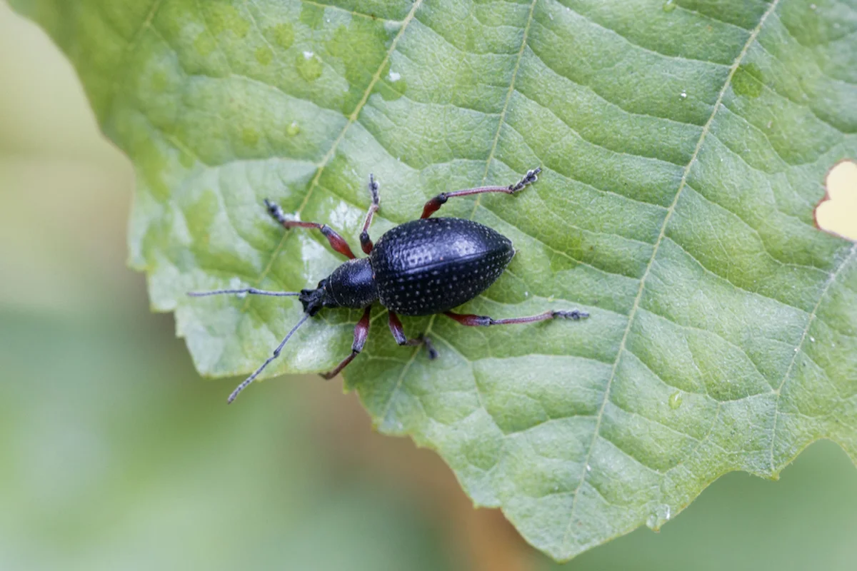 Welche Pflanzen werden selten von Dickmaulrüssler befallen