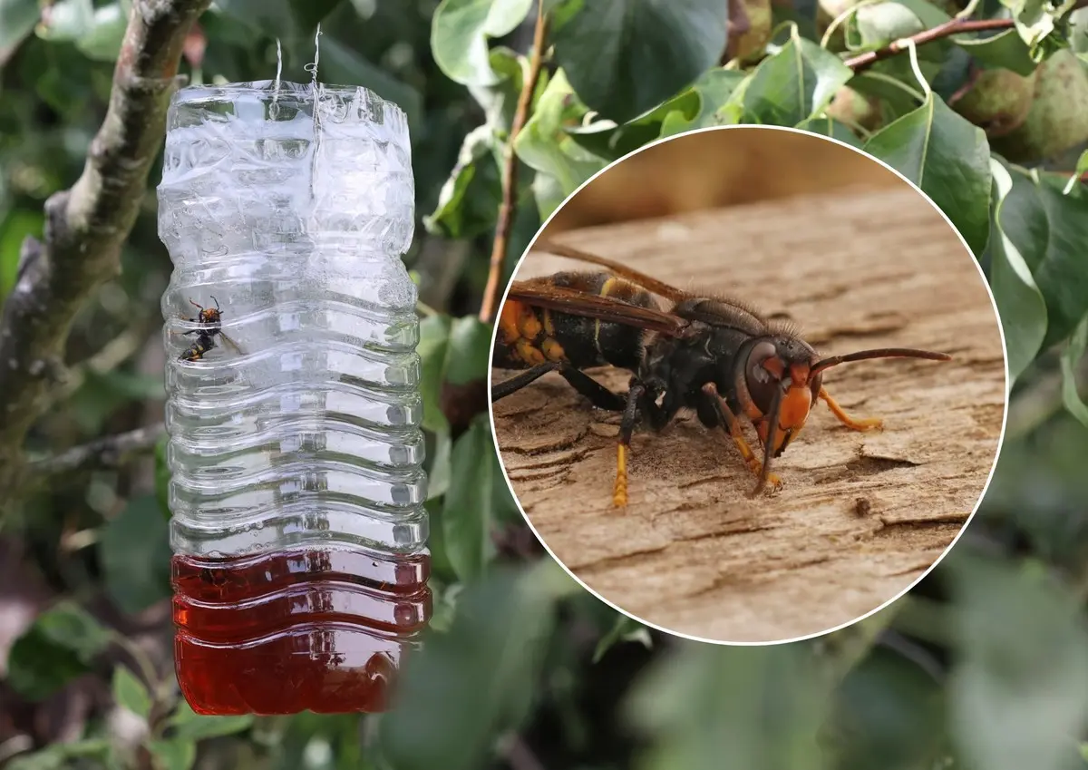 Wie aus einer Flasche eine Falle für die Asiatische Hornisse bauen