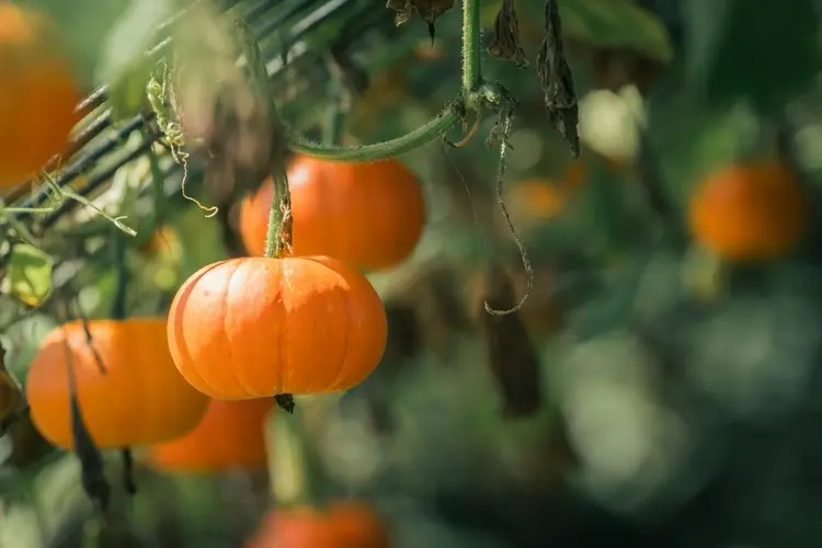 Wie Sie richtig Kürbispflanzen vertikal anbauen und pflegen