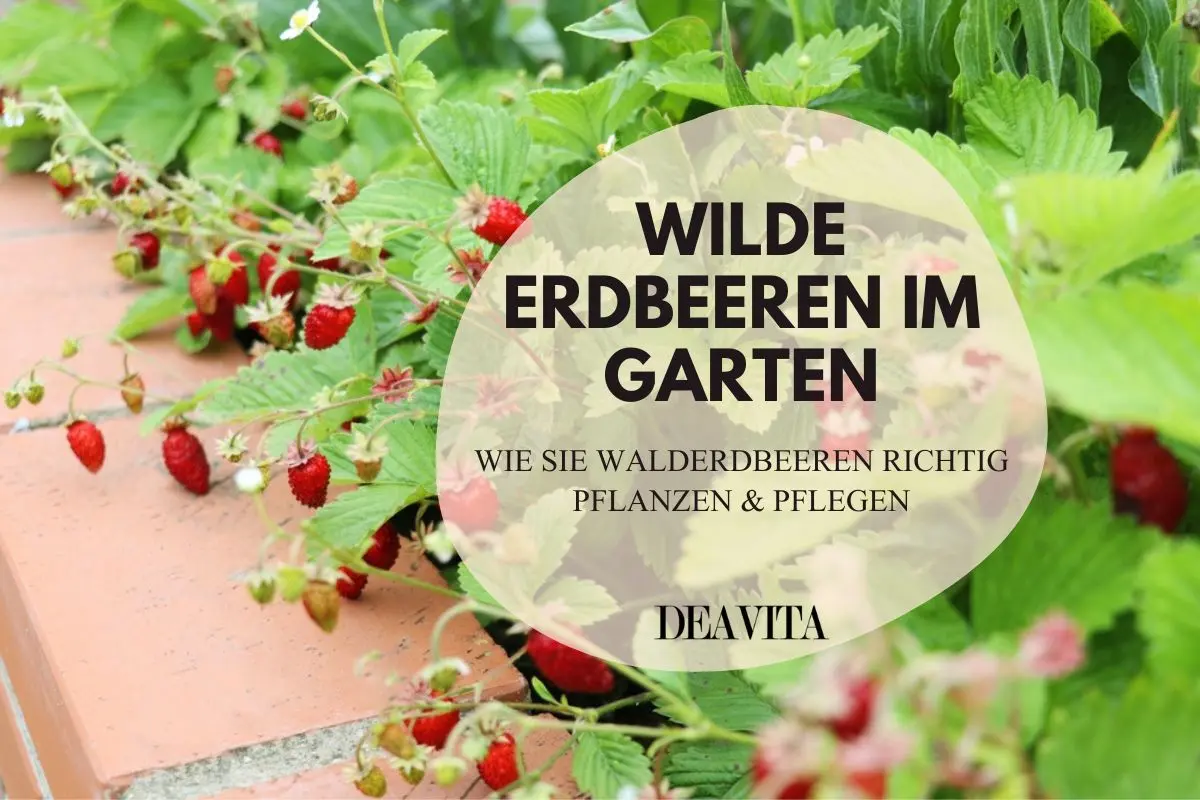 Wilde Erdbeeren im Garten - Pflanz- und Pflegetipps für die leckeren Bodendecker