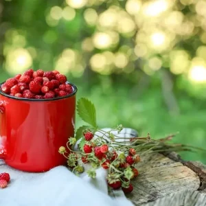 Wilde Erdbeeren können meist ab Juni geerntet werden