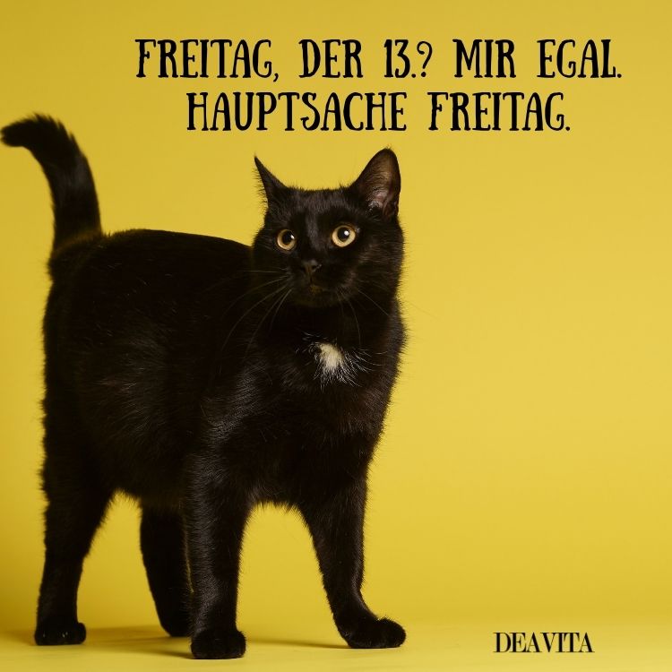 witzige sprüche freitag 13 hauptsache freitag