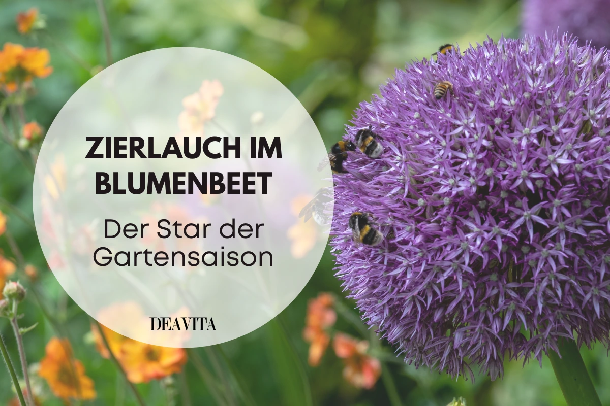 zierlauch im blumenbeet der star der gartensaison