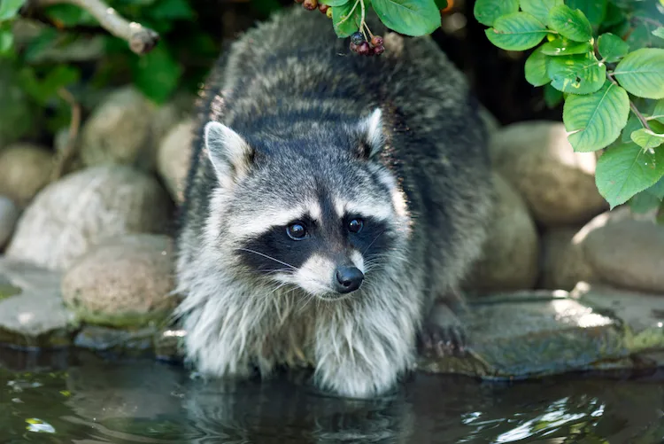 zu viele Frösche locken invasive Raubtiere an 