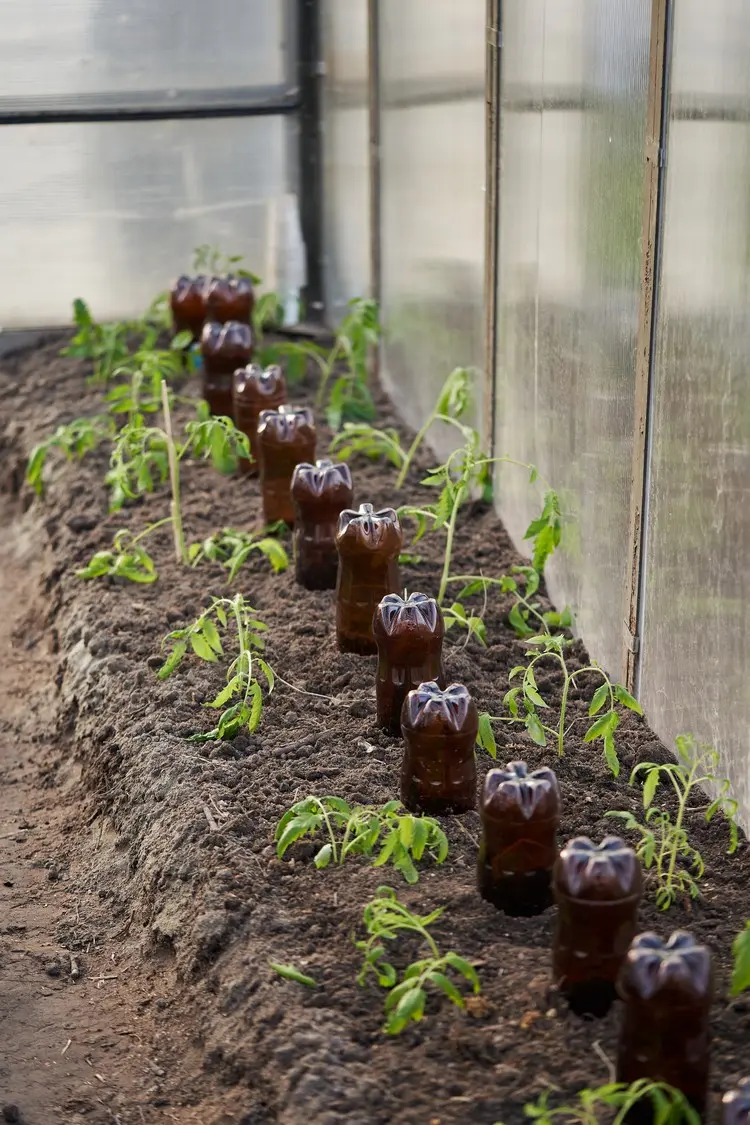 Zur Bewässerung der Tomaten im Urlaub eignen sich kleine und große Flaschen