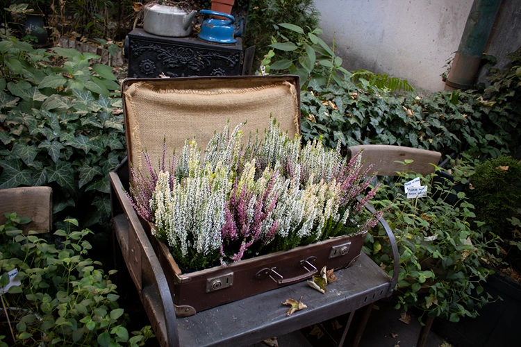 alter koffer gartendeko besenheide caluna