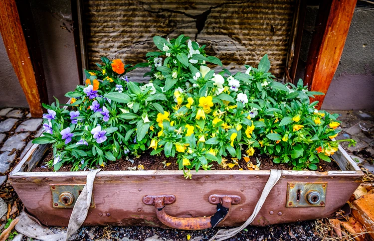 alter koffer gartendeko mit stiefmütterchen