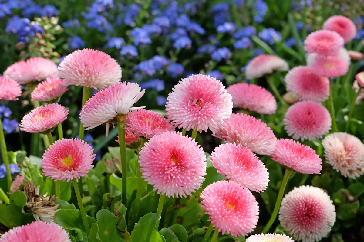 bellis im juli aussäen