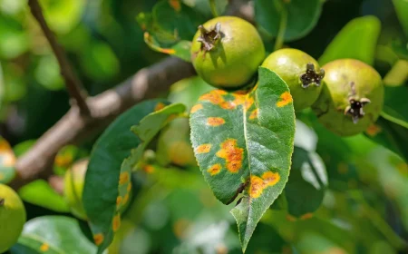 Birnengitterrost bekämpfen Symptome und Krankheitsbild und Vorbeugung