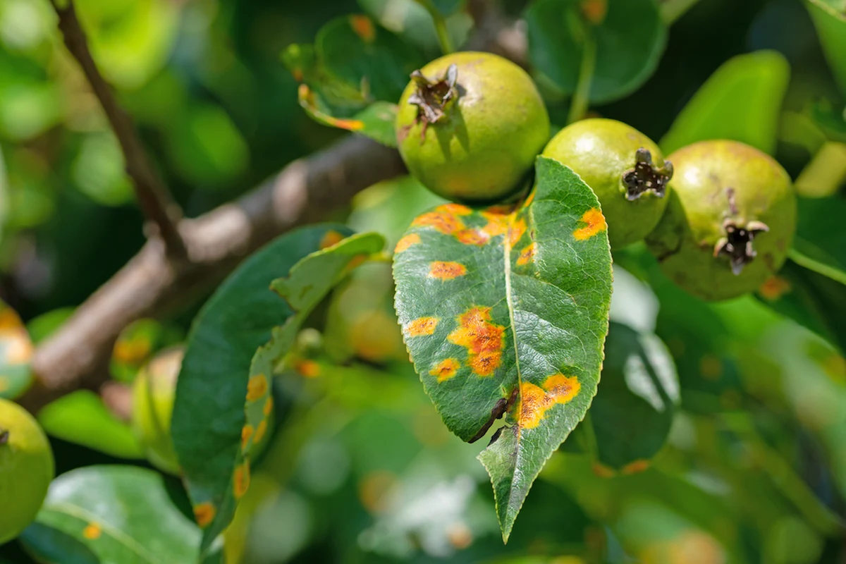 Birnengitterrost bekämpfen Symptome und Krankheitsbild und Vorbeugung