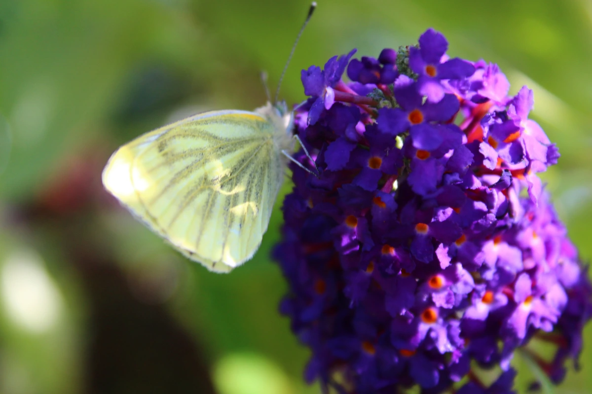 blätter kräuseln sich oder sind angefressen welche die häufigsten schädlinge am sommerflieder sind