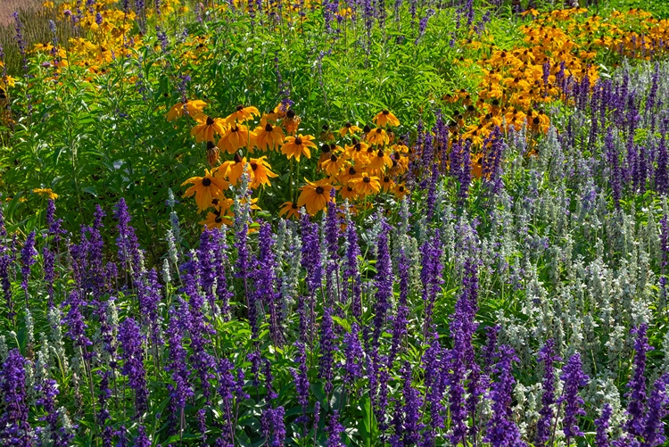blütenmeer im blumenbeet steppensalbei und sonnenhut