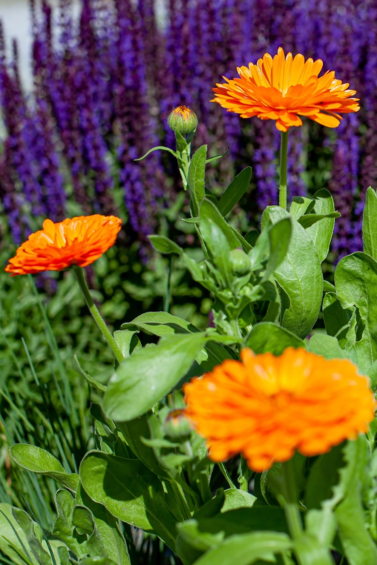 blumenbeet kombination steppensalbei und ringelblume