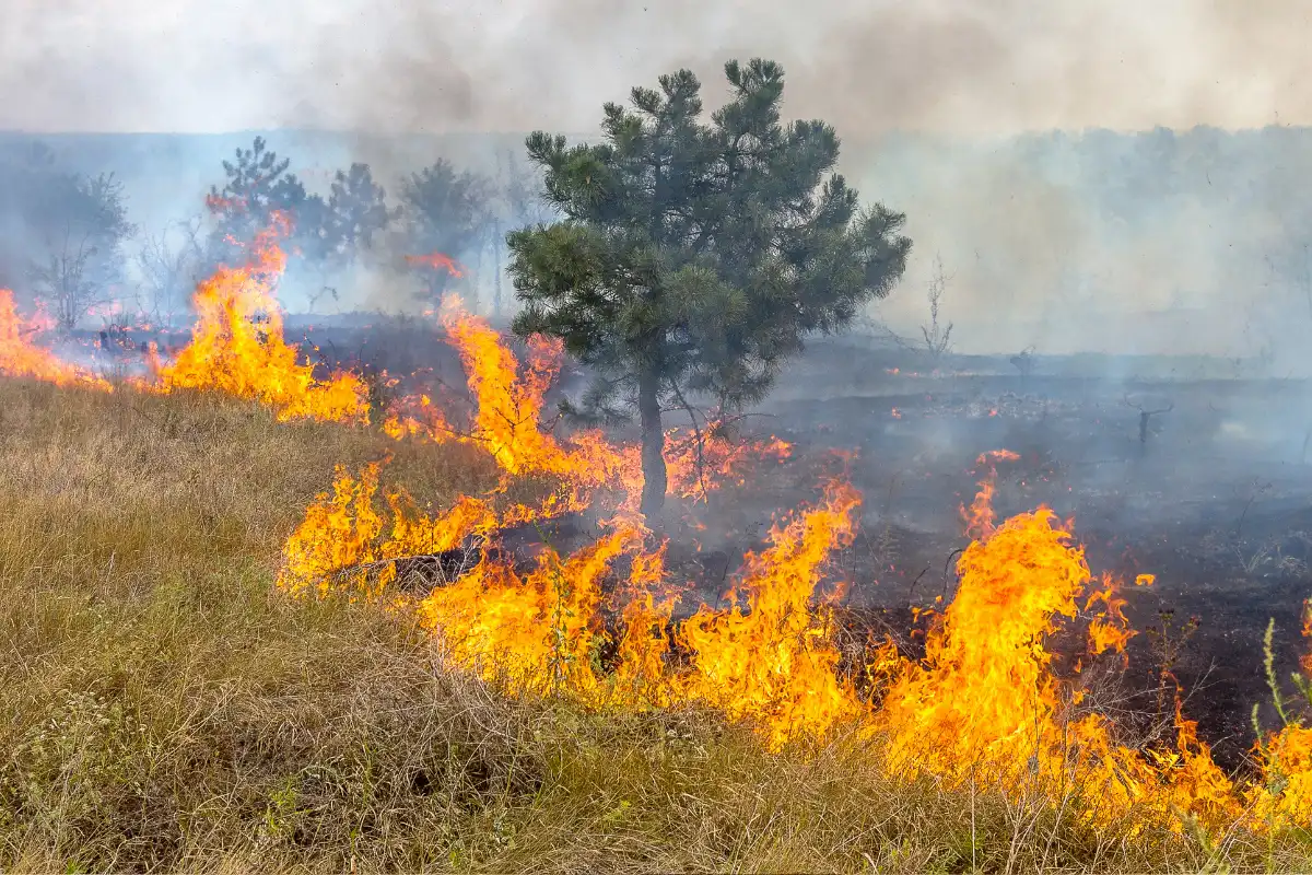 brandgefahr wegen hitzewelle in südeuropa