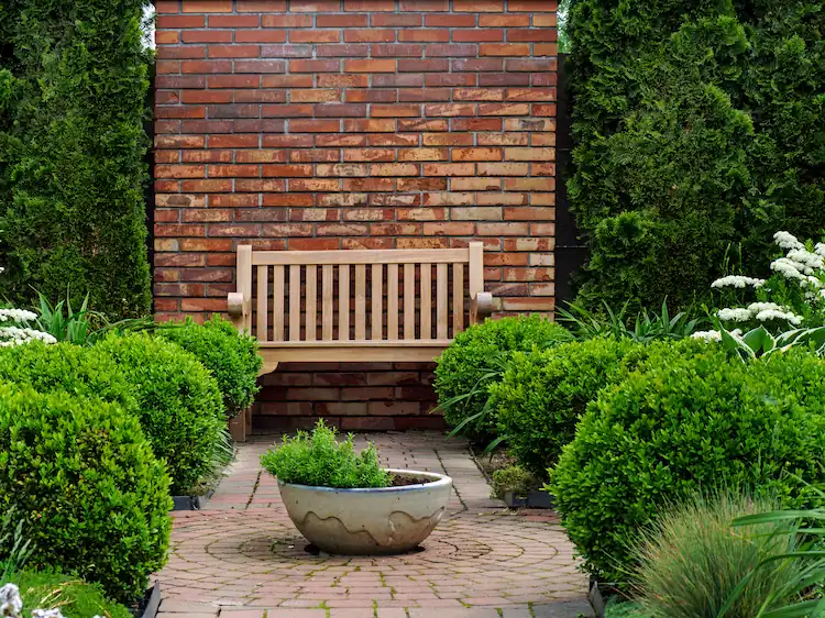 Buchshbaum reinigt die Luft 